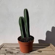 Image result for Lophocereus marginatus