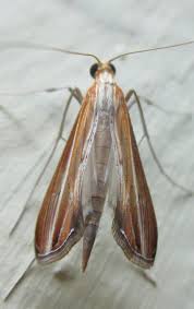 Image result for Euclasta