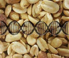 Do Genes Determine Our Fate For Developing Allergies Immunology Food Allergies Allergies Immunology