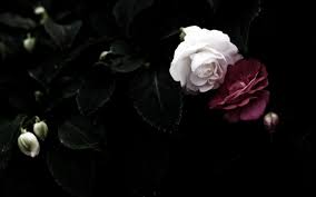 See more ideas about aesthetic, black, black aesthetic. Aesthetic Black Rose Wallpaper Desktop Novocom Top