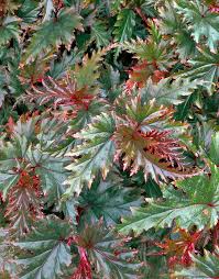 Image result for Begonia oxyloba