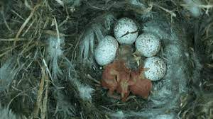 Latest Hatching Gifs Gfycat