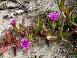 Image result for Carpobrotus