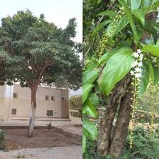 Image result for Citharexylum