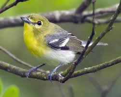 Common Birds Of West Texas Yellow Throated Vireo Birds Beautiful Birds Different Birds