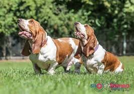 This page provides a listing of ohio basset hound breeders. Welcome