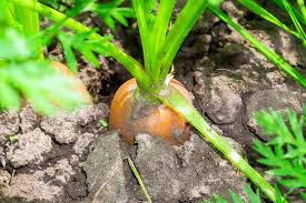 Mar 28, 2020 · if you want to nibble on your carrots throughout the summer, make sure you plant them in early spring, and then pick whenever they are big enough for your liking. How And When To Harvest Carrots Gardener S Path