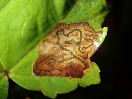 Image result for Stigmella speciosa