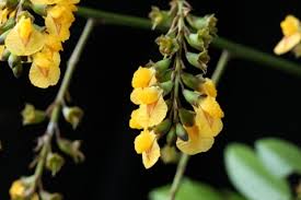 Image result for Pterocarpus megalocarpus