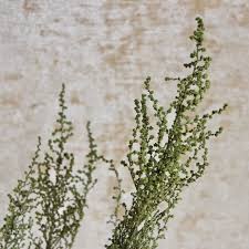 Image result for Stoebe