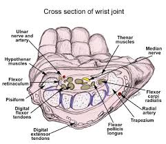 For a beef bone i think it would be somewhat gelatinous (easy to spread). Pin By The Hand Center Of Western Ma On Anatomy Basic Anatomy And Physiology Joints Anatomy Medical Anatomy