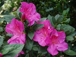 Encore Azaleas Azaleas Landscaping Fertilizer For Plants Azaleas Garden