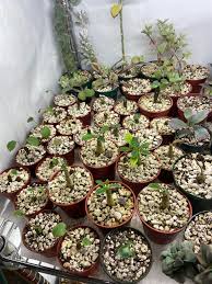 Image result for Cyclantheropsis parviflora