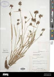 Image result for Fuirena ciliaris