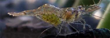 This freshwater ghost shrimp is quite popular among the aquarists, whether he is experienced or naïve. Ghost Shrimp Care Breeding Aqauriuminfo