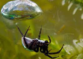 Check spelling or type a new query. Diving Bell Spider Facts Identification Pictures