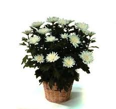 This means you can send sympathy baskets. Bolin Reeves Florist Inc Birmingham Al 35211 Delivering Fresh Flowers And Gifts