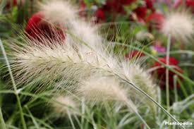 Forms dense, mounded clumps 2 ft. Chinese Fountain Grass Fountaingrasses Pennisetum How To Grow And Care Plantopedia
