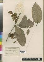 Image result for Baphia bequaertii