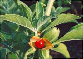 Ginseng), south china ginseng (p. Tnau Agritech Portal Sustainable Agriculture