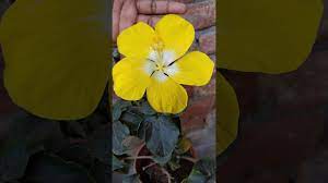 How To Care Hibiscus Flower Ghudhal Ke Podhe Par Jyada Ful Kaise Ugaye Youtube