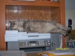 This Gives A New Meaning To The Words Cat Scan P Komik Gifler Komik