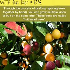 This tree is a gift of ancient technique ''grafting'' in which scions of desired trees are combined to produce one tree with multiple fruits on it. Sam Van Aken Created The Tree Of 40 Fruit By Grafting Buds From Various Stone Fruit Trees Onto The Branches Of A Single Tree Making It Capable Of Producing Multiple Types Of