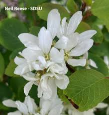 Image result for Amellus reductus