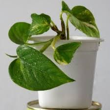 Nama botaninya terpapar di hadapan anda. Real Live Money Plant Pokok Duit Duit Devil Ivy ç»¿è 1 Keratan Tanpa Pasu Tanah Shopee Malaysia