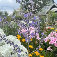Image result for perovskia atriplicifolia 'little spire'