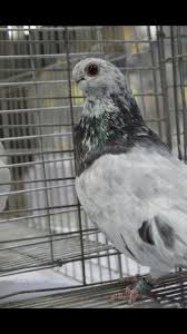 Egyptian Pigeon Safi Guzel Kuslar Kus Kumes