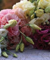 Lisianthus Key Growing Information Johnny S Selected Seeds
