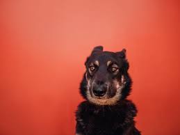Reasons Why Dogs Put Their Ears Back