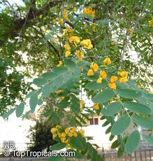 This very popular tree grows to 50 feet in height with an equal spread, tipuana tipu is well known to help establish your new cold hardy yellow jacaranda, tipu tree, fertilize sparingly ten inches away. Tipuana Tipu Tipuana Speciosa Machaerium Tipu Machaerium Fertile Yellow Jacaranda Rosewood Tipu Tree Pride Of Bolivia Racehorse Tree Yellow Jacaranda Mtipia Toptropicals Com