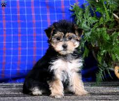 Explore 17 listings for morkie puppies for sale in the uk at best prices. Morkie Poo Puppies For Sale Morkie Poo Puppies Greenfield Puppies
