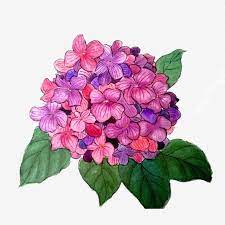 Ziyang Flower Hydrangea Flower Group Purple Plant Ink Chinese Painting Png Exquisite Ink Chinese Painting Hydrangea Png Transparent Clipart Image And Psd Fil Chinese Painting Watercolor Flower Background Purple Plants