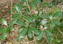 Image result for Ochrosia