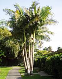 Get the latest in plants palms. Garden Palm Trees How To Plant Care For Them In Your Garden