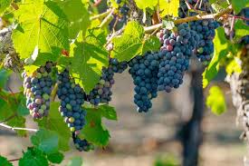 A sturdy deciduous climber, it attaches by vining tendrils to attain heights of 35' or more. All About Concord Grapes Minnetonka Orchards