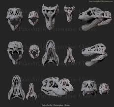Distintas Vistas De Lythronax Y T Rex By Christopher252 Animal Design Paleontology Dinosaur Skeleton