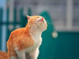 Tips and tricks, health and humor, and general feline fun. How To Treat Vestibular Disease In Cats