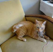 Au Revoir Cher Ami A Farewell Salute To Petya Katzenworld Cat Health Pet News Cats Corner