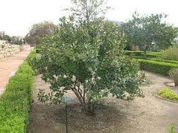 Image result for Acokanthera