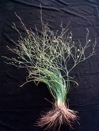 Image result for Trachyandra burkei