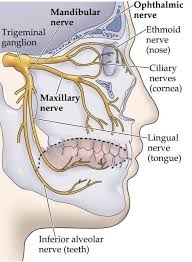 Dentaltown The Trigeminal Nerve A K A The Fifth Cranial Nerve Or Simply Cn V Is Responsible F Dental Hygienist Jobs Dental Assistant Study Dental Anatomy