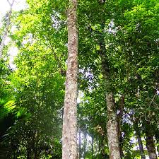 Check out our agarwood tree selection for the very best in unique or custom, handmade pieces did you scroll all this way to get facts about agarwood tree ? Lapnisan Seeds Agarwood Seeds Aquilaria Cumingiana Seeds 10 Pieces Seeds Lapnisan Agarwood Worlds Expensive Tree Agarwood Tree Seeds Cumingiana Lazada Ph
