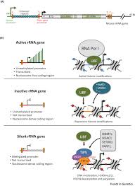 Ribosomal rna (rrna) genes, whose activity results in nucleolus formation, constitute an despite the extensive exploration into avian genomes, no complete description of avian rrna gene primary. Nucleolus And Rrna Gene Chromatin In Early Embryo Development Trends In Genetics