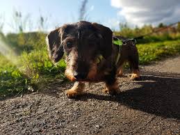 It was about a relationship between a little brown dog and a boy, who first met on the street and had developed their. Download Free Photo Of Dachshund Dog Brown Cute Hound From Needpix Com