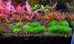 Image result for Eriocaulon schimperi