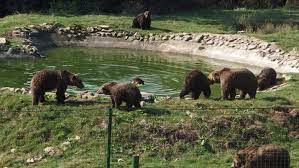 Recognized by many specialists as the most ethical sanctuary in the world, its territory lays on 69 hectares of coniferous forests located near brasov. CamerÄƒ Live Sanctuarul De UrÈ™i Libearty ZÄƒrneÈ™ti Camere Live